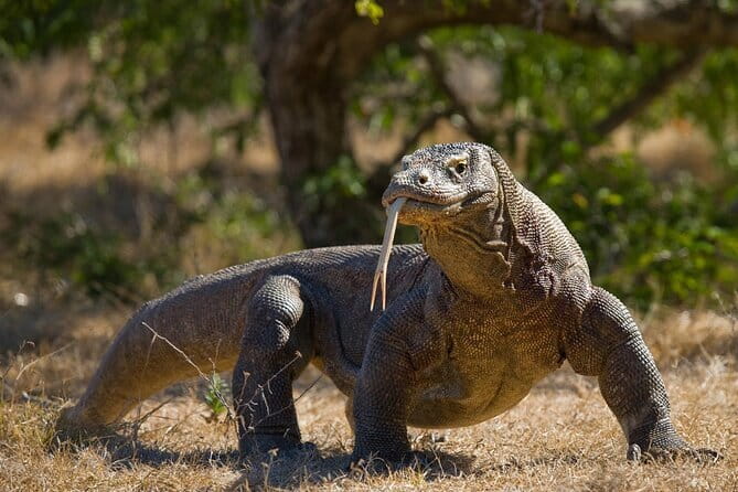 Komodo Island Adventure from Bali (Day Trip) - Meeting Komodo dragons with a park ranger