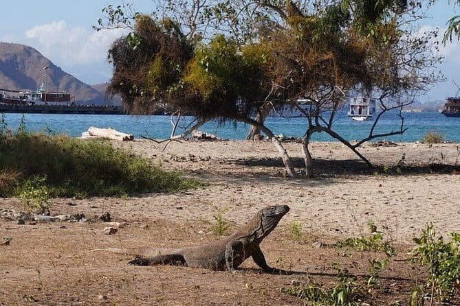 Komodo Islands with Speedboat in Labuhan Bajo - A full day across Komodo National Park