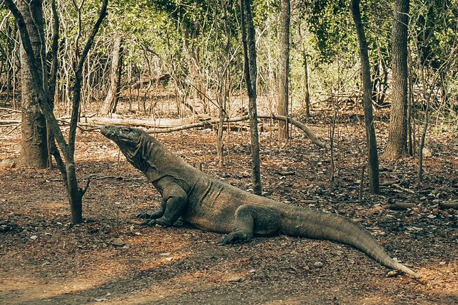 Komodo Private Boat tour 3Days 2 Night - Manta Point, Sabolo, and Kanawa