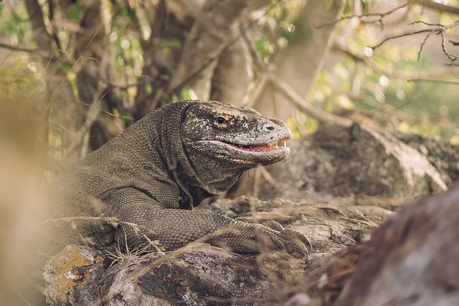 Komodo Private Boat tour 3Days 2 Night - What the private boat changes
