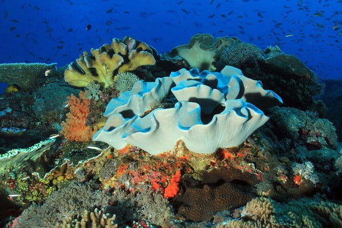 Lembongan Snorkeling at Manta Bay, Crystal Bay and Mangrove - Mangrove Point gives the morning a quieter finish