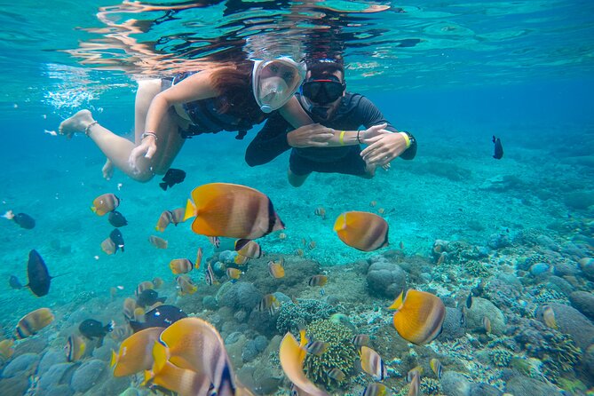 Lovina Dolphin Watching, Swimming, and Snorkeling Experience - Lake Bratan as an optional second stop