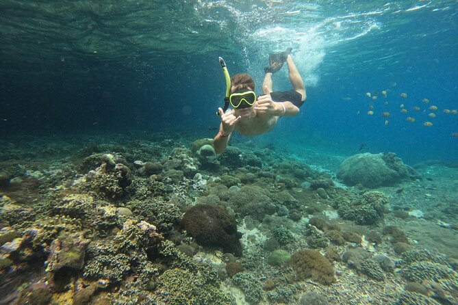 Lovina Dolphin Watching, Swimming, and Snorkeling Experience - Who will enjoy this Lovina morning
