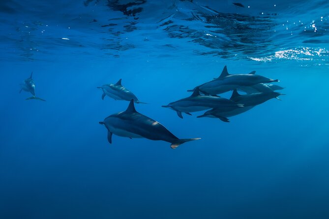 Lovina Dolphin Watching, Swimming, and Snorkeling Experience - Swimming after the dolphin search
