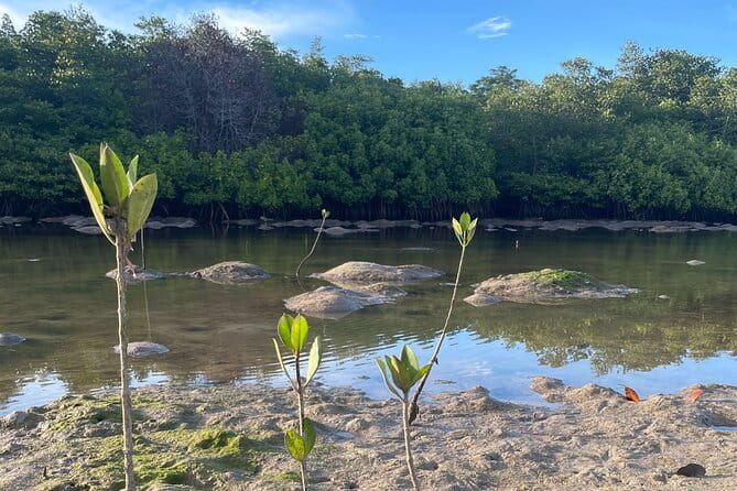 Mangrove Reforestation and Exploration around the Nusa Islands - Why mangroves matter around the islands