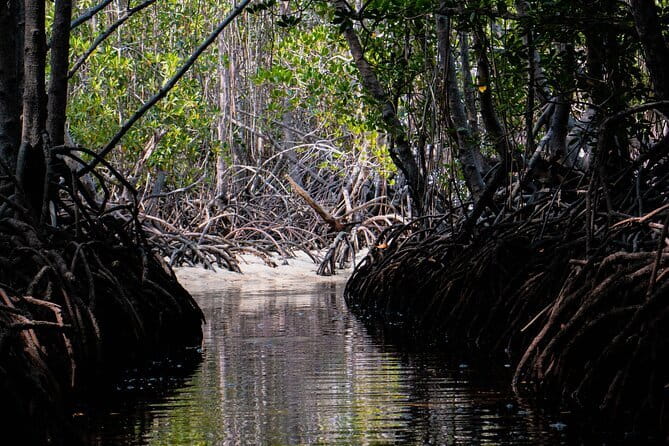 Mangrove Reforestation and Exploration around the Nusa Islands - Getting your hands dirty in the nursery