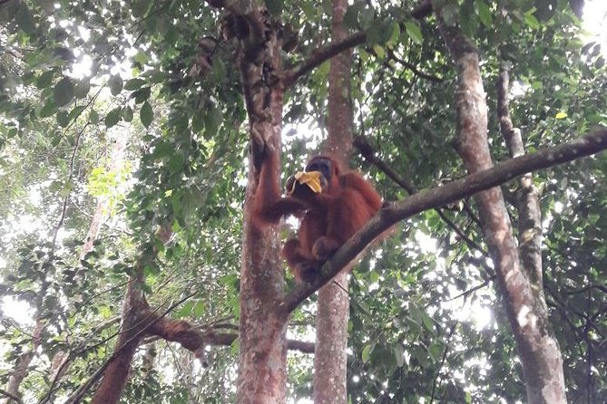 Medan - Bukit Lawang Fullday Tour - Key points to know before booking