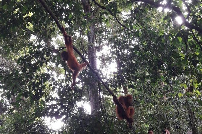 Medan - Bukit Lawang Fullday Tour - Five hours searching Leuser National Park