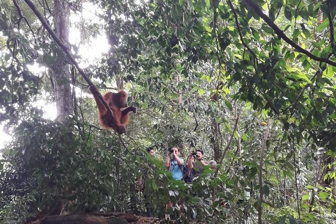 Medan - Bukit Lawang Fullday Tour - Palm and rubber plantations on the return route