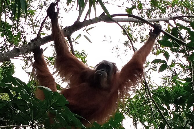 Medan - Bukit Lawang Fullday Tour - What the $115 price really covers