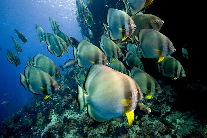 Menjangan island for Certified Scuba Divers full day boat trip, 2 dives + lunch - Lunch and the pause between sessions