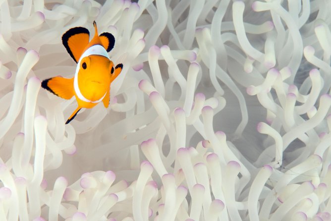Menjangan island for Certified Scuba Divers full day boat trip, 2 dives + lunch - What Biorock Pemuteran means for your plan