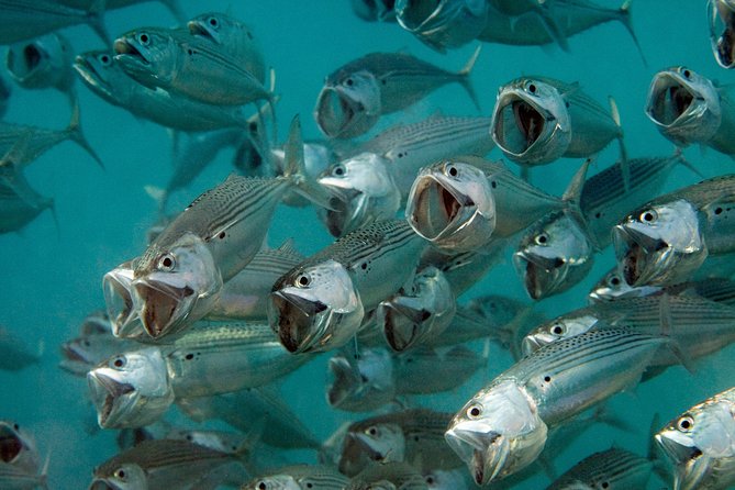 Menjangan island for Certified Scuba Divers full day boat trip, 2 dives + lunch - The 40-minute crossing from Pemuteran
