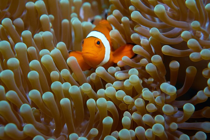 Menjangan island snorkeling full day boat trip - Languages, pace, and comfort in the water