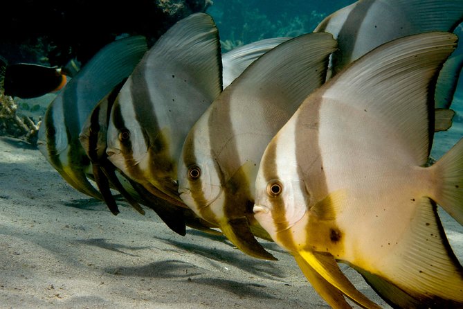 Menjangan island snorkeling full day boat trip - The 8:30 meeting and 9am departure from Pemuteran