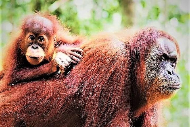 Monkey Business 2 days - 1 night Jungle Trekking (including rafting) - Why the overnight trek is worth your time