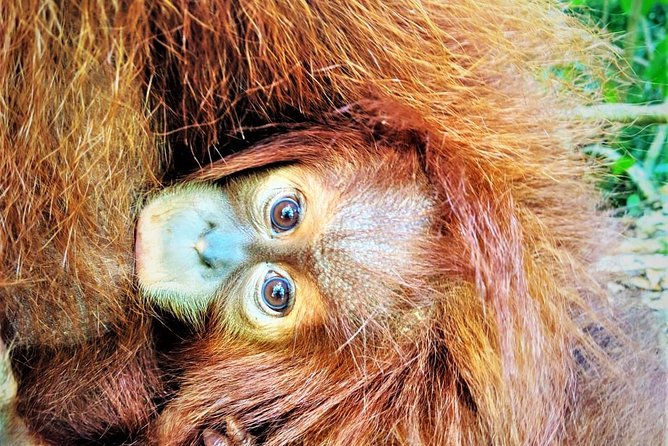Monkey Business 2 days - 1 night Jungle Trekking (including rafting) - Day one: walking into Gunung Leuser