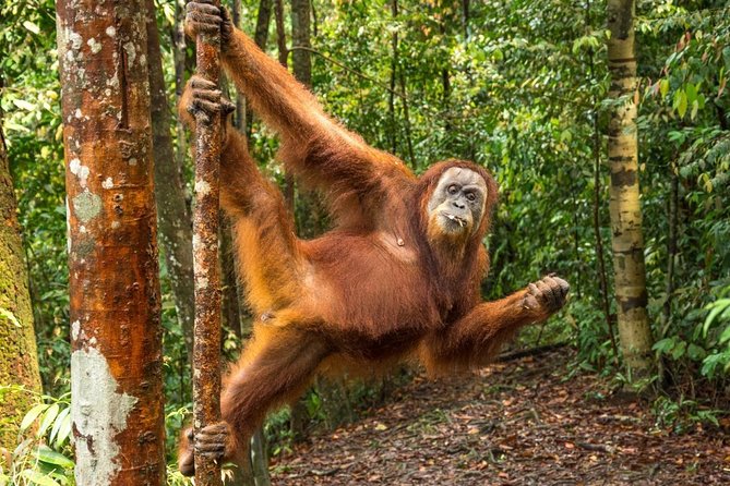Monkey Business 3 days - 2 nights Jungle trekking (including rafting) - Starting from Bukit Lawang, not central Medan