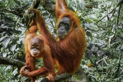 Monkey Business 3 days – 2 nights Jungle trekking (including rafting)