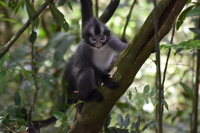 Monkey Business 3 days - 2 nights Jungle trekking (including rafting) - What the guides add to the experience