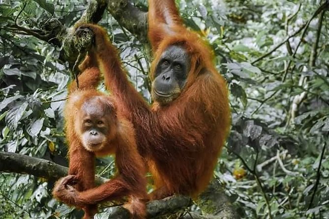 Monkey Business 3 days - 2 nights Jungle trekking (including rafting) - A jungle camp under mosquito nets