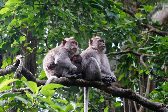 Monkey Forest, Ubud, Waterfall and Rice Terrace - Celuk Village: gold and silver crafts