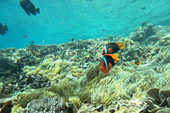 No:#1. Penida Island Tour And Snorkeling With Manta - Manta Bay and Crystal Bay