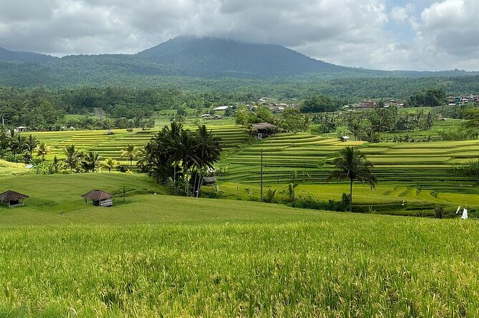 North Bali Nature Escape Rice Terraces, Temples & Waterfall - What the private car adds to the day