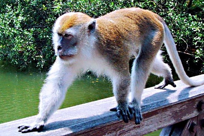 Northern Bintan Full Day Tour - Guide expectations and the pace of the day