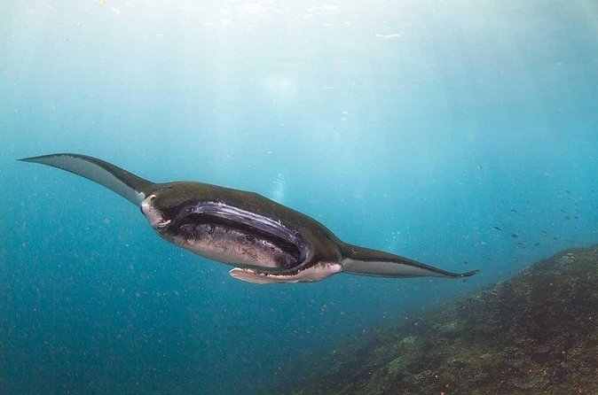 Nusa Penida 3 Fun Dives Boat Trip (For Certified Divers) - Small groups and the guide team