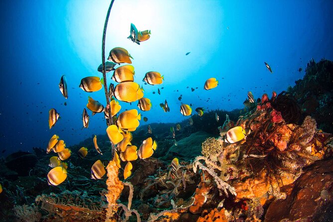 Nusa Penida 3 Fun Dives Boat Trip (For Certified Divers) - Equipment, food, and what the price covers