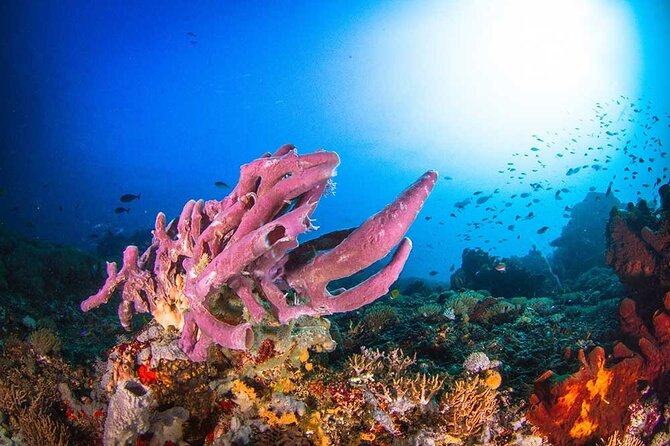 Nusa Penida 3 Fun Dives Boat Trip (For Certified Divers) - What the day feels like for different skill levels