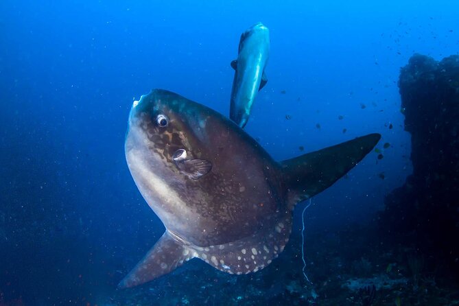 Nusa Penida 3 Fun Dives Boat Trip (For Certified Divers) - What you might see below the surface