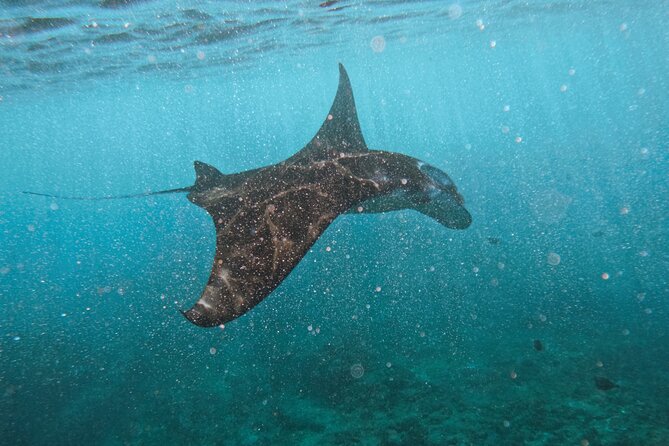 Nusa Penida day trip: boat, 4 snorkeling, Manta rays & Land tour - A Full Day Built Around Nusa Penida’s Water