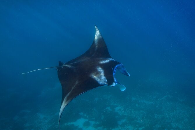 Nusa Penida day trip: boat, 4 snorkeling, Manta rays & Land tour - What the $78 Price Really Covers