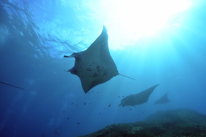 Nusa Penida Day Trip for 3 dives - Key points at a glance