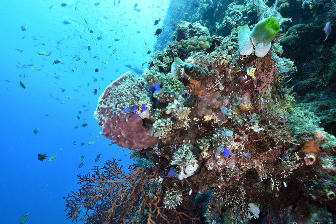 Nusa Penida Day Trip for 3 dives - What the water demands from you