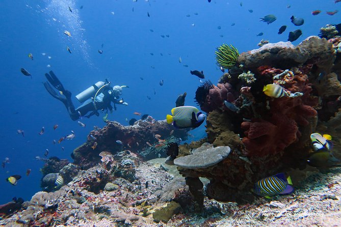 Nusa Penida Day Trip for 3 dives - The manta and mola-mola question