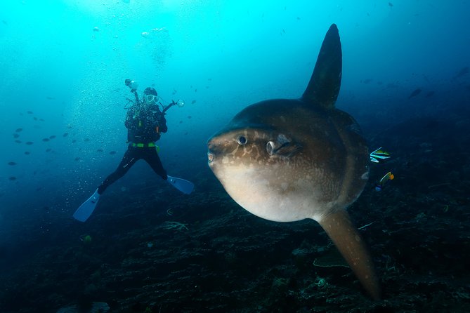 Nusa Penida Day Trip for 3 dives - Three sessions, three chances to see something special