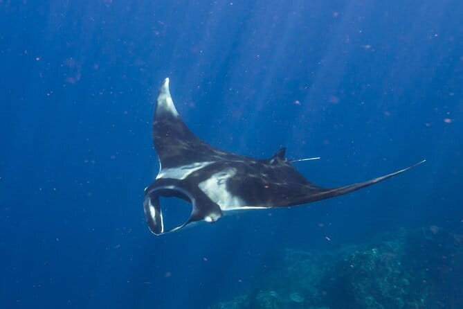 Nusa Penida : Snorkeling Trip Manta Point, Gamat Bay and Wall Bay - Coral gardens at Gamat Bay