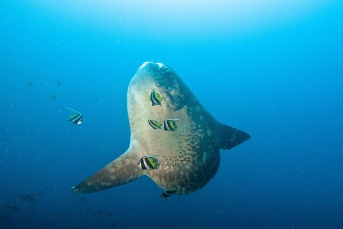 Nusa Penida Three Dives Trip for Certified Divers - Three sessions around Nusa Penida