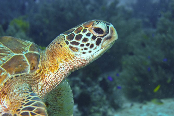 Nusa Penida Three Dives Trip for Certified Divers - Is $160 a fair price?