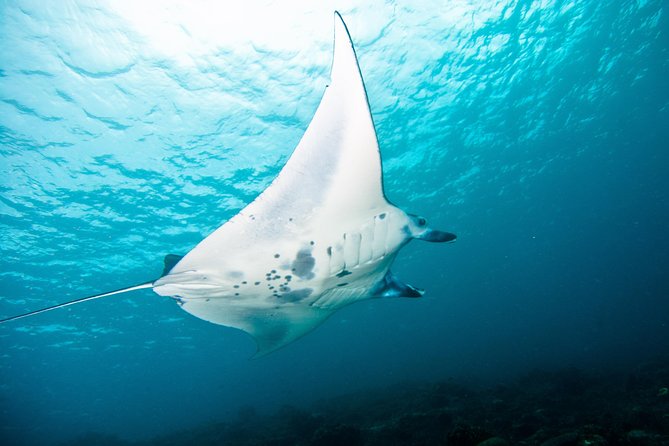 Nusa Penida Three Dives Trip for Certified Divers - Four divers per guide