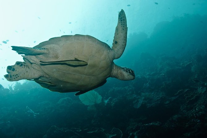Nusa Penida Try Scuba Diving Program - for Non-Certified Divers - What this Nusa Penida scuba session is really like