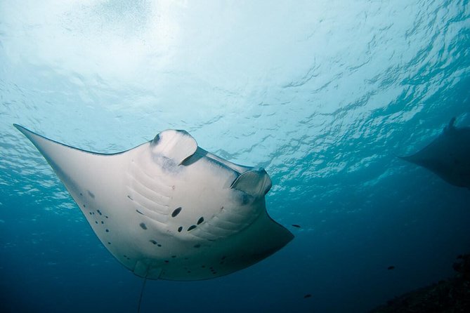 Nusa Penida Two Dives Trip for Certified Divers - Starting at Pure Dive Resort in Ped