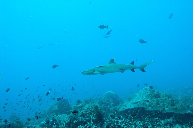 Nusa Penida Two Dives Trip for Certified Divers - East Penida and the second underwater session