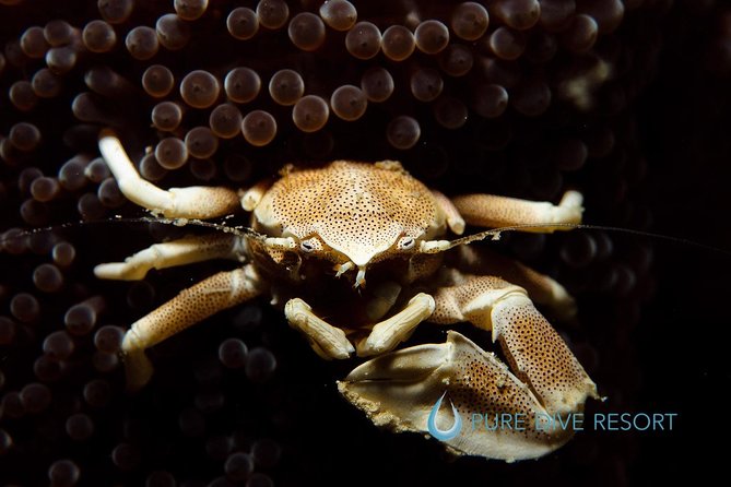 Nusa Penida Two Dives Trip for Certified Divers - Who will enjoy this trip most?