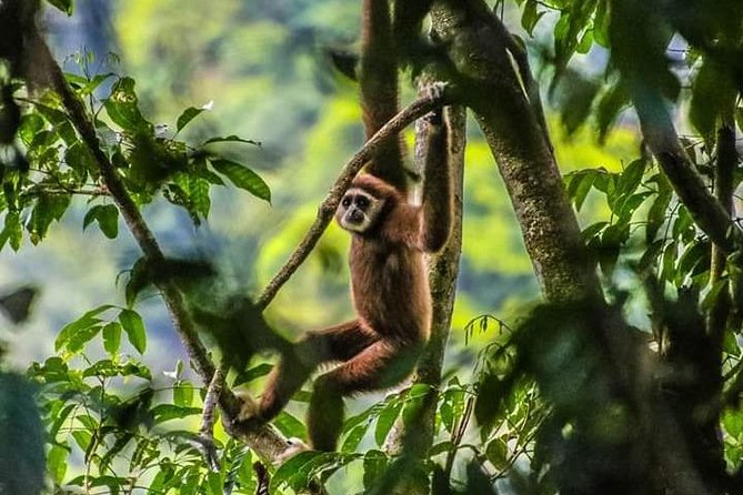 ONE DAY JUNGLE TREKKING 6-7 hours (see orang utan) + RAFTING in BUKIT LAWANG - Key points to know before you book