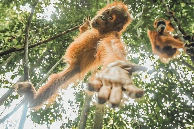 ONE DAY JUNGLE TREKKING 6-7 hours (see orang utan) + RAFTING in BUKIT LAWANG - Why this Bukit Lawang day works so well