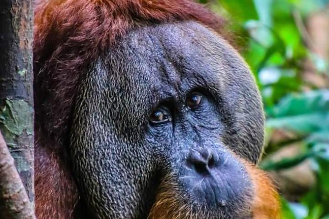 ONE DAY JUNGLE TREKKING 6-7 hours (see orang utan) + RAFTING in BUKIT LAWANG - Five to six hours on the jungle trail